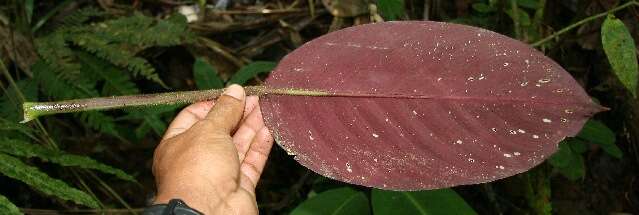 صورة Goeppertia leucostachys (Hook. fil.) Borchs. & S. Suárez