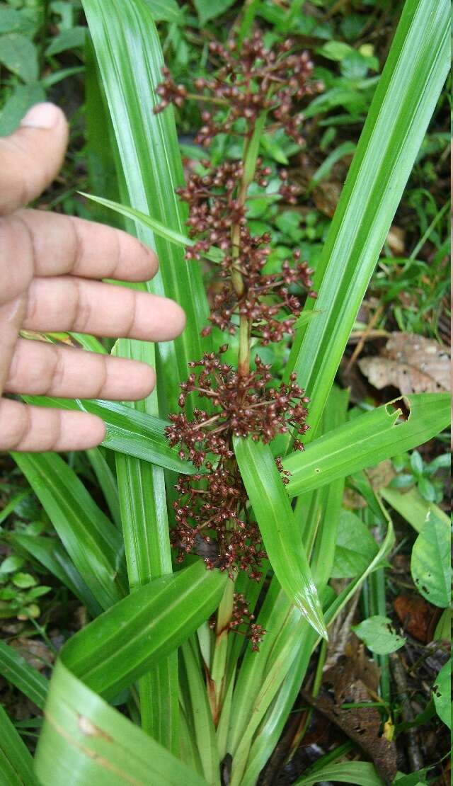 Image of Rhynchospora umbraticola Poepp. & Kunth