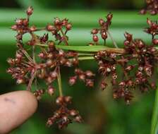 Image of Rhynchospora umbraticola Poepp. & Kunth