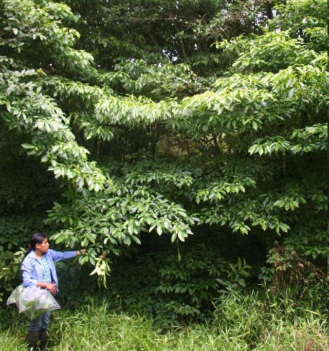 Sivun Tabernaemontana odontadeniiflora A. O. Simões & M. E. Endress kuva