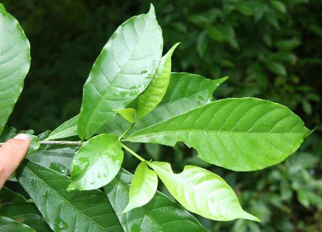 Sivun Tabernaemontana odontadeniiflora A. O. Simões & M. E. Endress kuva