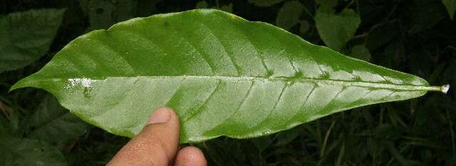 Sivun Tabernaemontana odontadeniiflora A. O. Simões & M. E. Endress kuva