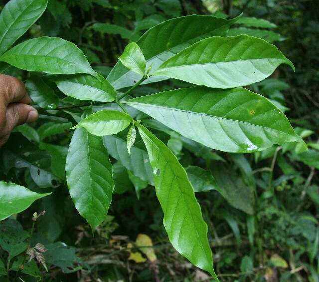 Sivun Tabernaemontana odontadeniiflora A. O. Simões & M. E. Endress kuva