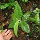 Image of Witheringia macrantha (Standl. & Morton) A. T. Hunziker