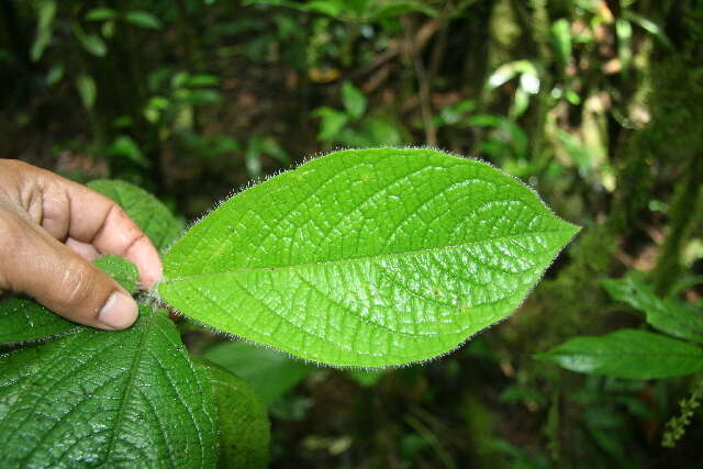 Witheringia macrantha (Standl. & Morton) A. T. Hunziker的圖片