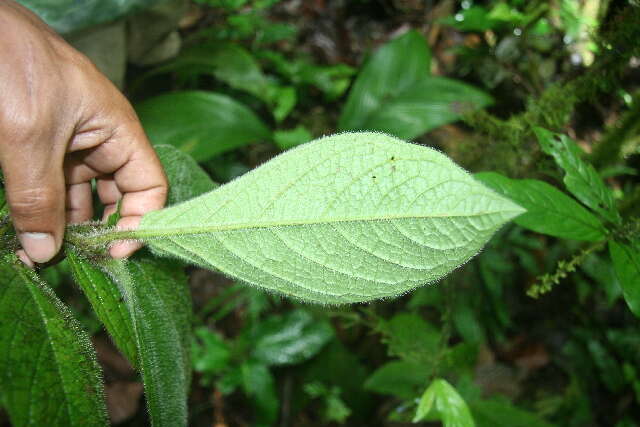 Witheringia macrantha (Standl. & Morton) A. T. Hunziker的圖片