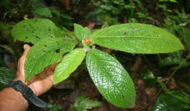 Witheringia macrantha (Standl. & Morton) A. T. Hunziker的圖片