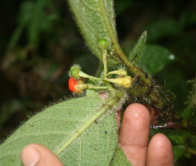 Witheringia macrantha (Standl. & Morton) A. T. Hunziker的圖片