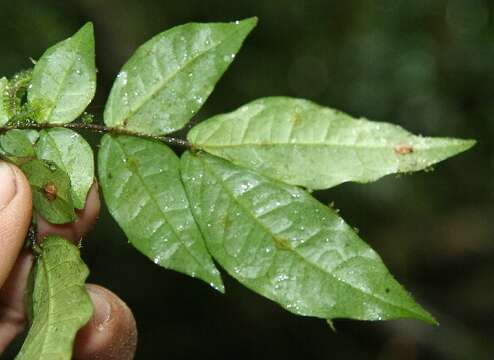 Image of Cojoba valerioi Britton & Rose