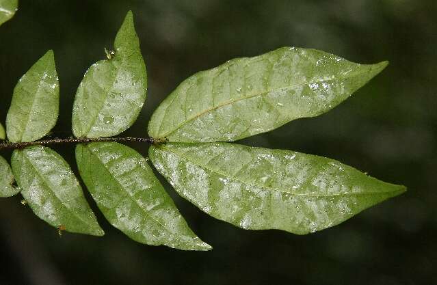 Image of Cojoba valerioi Britton & Rose