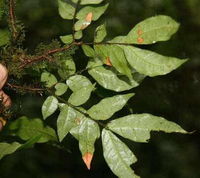 Image of Cojoba valerioi Britton & Rose