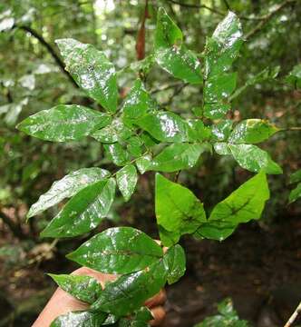 Image of Cojoba valerioi Britton & Rose