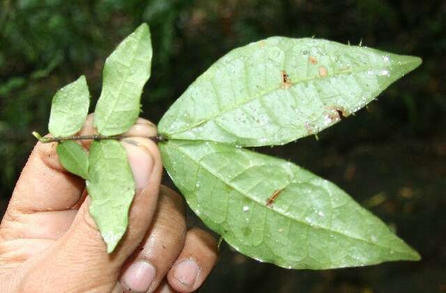 Image of Cojoba valerioi Britton & Rose