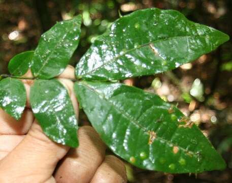 Image of Cojoba valerioi Britton & Rose