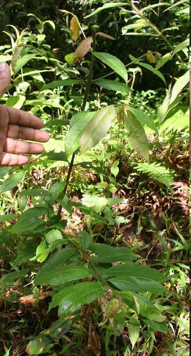 Image of Vochysiaceae