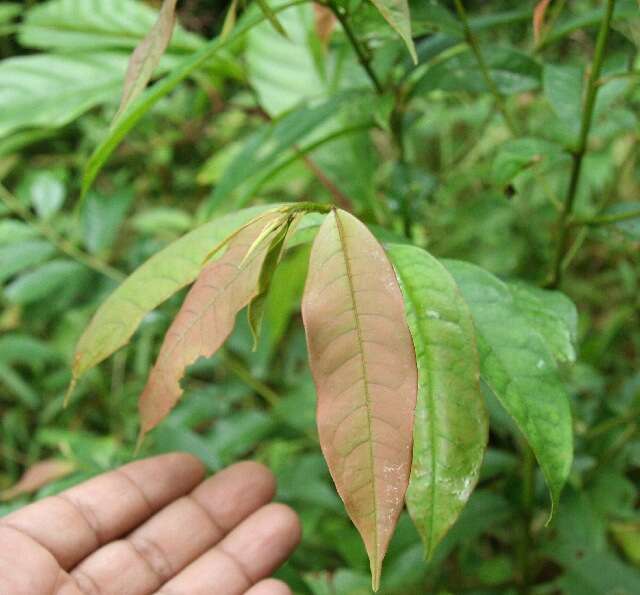 Image of Vochysia ferruginea C. Martius