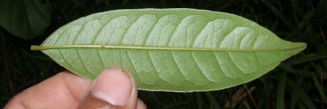 Image of Vochysia ferruginea C. Martius