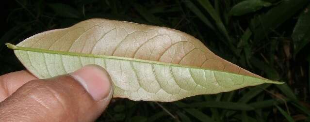 Image of Vochysia ferruginea C. Martius