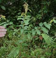 Image of Vochysia ferruginea C. Martius