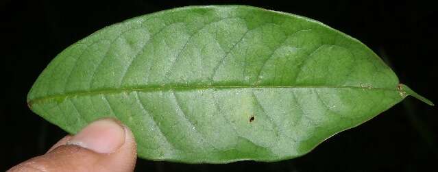 Image of Vochysia ferruginea C. Martius