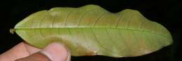 Image of Vochysia ferruginea C. Martius