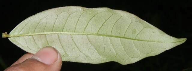 Image of Vochysia ferruginea C. Martius