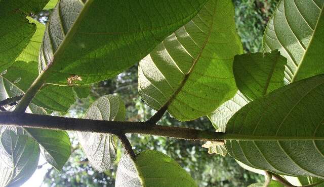 Image of Cordia cymosa (J. D. Sm.) Standl.