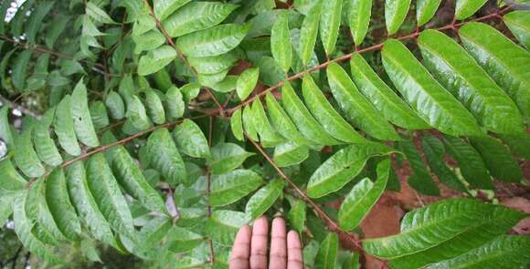 Image de Mosquitoxylum