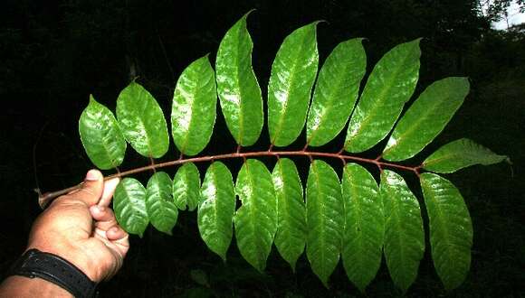 Image de Mosquitoxylum