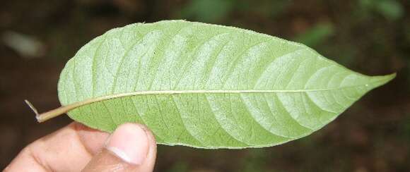 Image de Mosquitoxylum