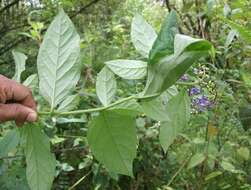 Image of monnina