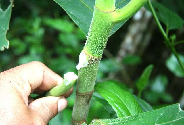 Image of Breadfruit Tree