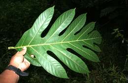 Image of Breadfruit Tree