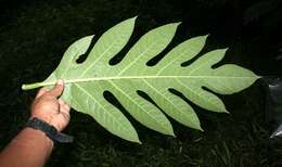 Image of Breadfruit Tree