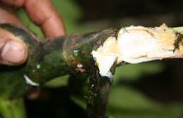 Image of Breadfruit Tree