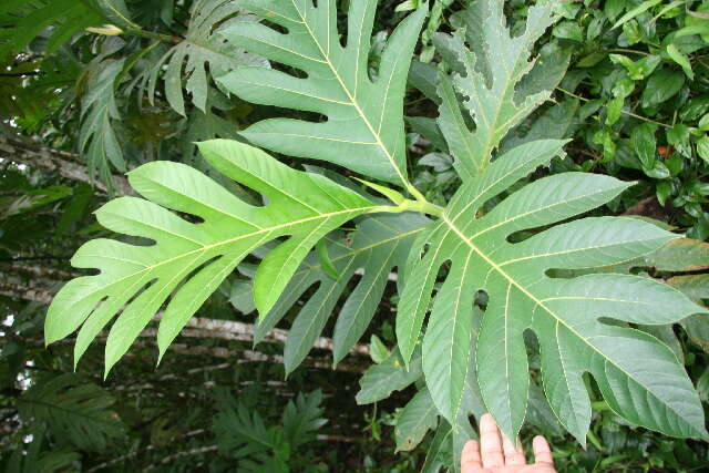 Image of Breadfruit Tree