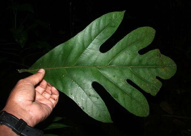 Image of Breadfruit Tree