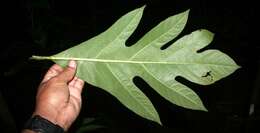 Image of Breadfruit Tree