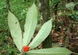 Image of Columnea purpurata Hanst.