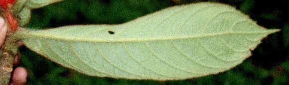 Image of Columnea purpurata Hanst.