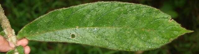 Image of Columnea purpurata Hanst.