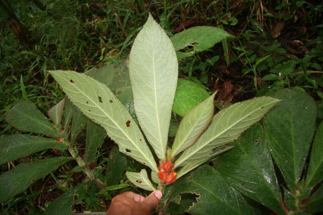 Image of Columnea purpurata Hanst.