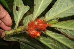 Image of Columnea purpurata Hanst.