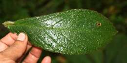 Image of Columnea purpurata Hanst.