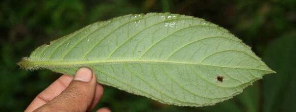 Image of Columnea purpurata Hanst.