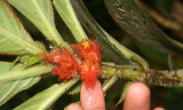 Image of Columnea purpurata Hanst.