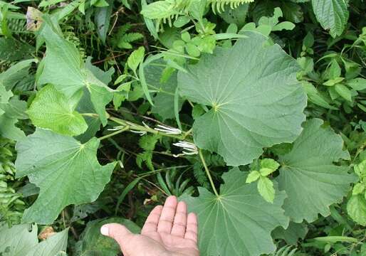 Слика од Piper umbellatum L.