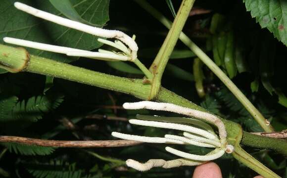 Слика од Piper umbellatum L.