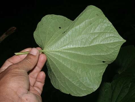 Image of Wild pepper