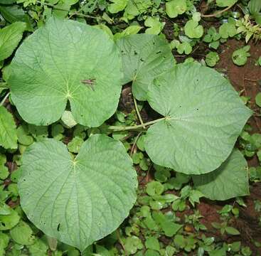 Слика од Piper umbellatum L.